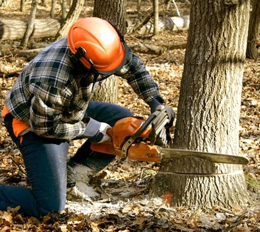 Tree Removal in Klamath River, CA